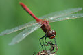 Picture Title - Dragonfly 1