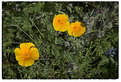 Picture Title - Three Poppies