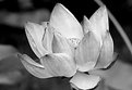 Picture Title - lotus in black and white