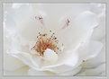 Picture Title - White rose