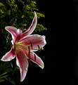 Picture Title - Lily