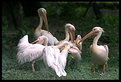 Picture Title - Rosy-Pelican