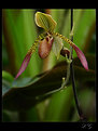 Picture Title - ...lady slipper orchid...