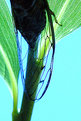 Picture Title - untitled cicada on bamboo