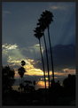 Picture Title - Three Palms