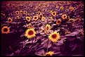 Picture Title - sunflowerlomocross