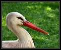 Picture Title - White Stork