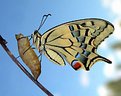 Picture Title - Just emerged (Papilio machaon)