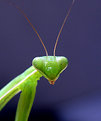 Picture Title - Praying Mantis