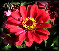 Picture Title - June Zinnia