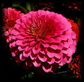 Picture Title - Big full Zinnia