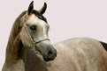 Picture Title - Arabian Horse 3