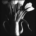 Picture Title - tulips