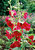 Red Hollyhocks