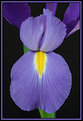 Picture Title - The Iris.