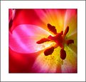 Picture Title - Funky tulip...