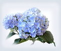 Picture Title - ===Hydrangea===