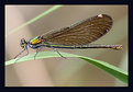 Picture Title - Libellula 1