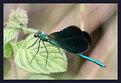 Picture Title - Libellula 2