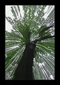 Picture Title - (tree of light)