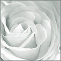 Picture Title - white rose