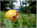 Picture Title - guayaba No1