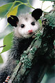 Picture Title - Critter Treed