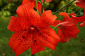 Picture Title - Red Lily