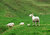 NZ Sheep