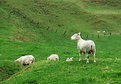 Picture Title - NZ Sheep