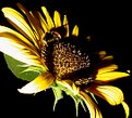 Picture Title - Bee in Sunflower at Night