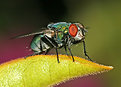 Picture Title - Another Fly Macro