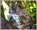 Picture Title - Large Tree Owl