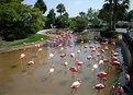 Picture Title - Flamingos