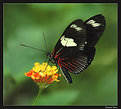 Picture Title - Butterfly