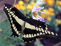 Picture Title - butterfly