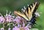 Swallowtail on Wildflowers