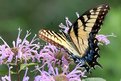 Picture Title - Swallowtail on Wildflowers
