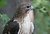 Red Tailed Hawk