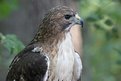 Picture Title - Red Tailed Hawk