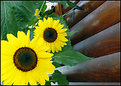 Picture Title - SunFlower I