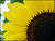 SunFlower II