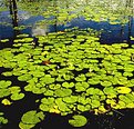 Picture Title - lily pads
