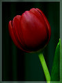 Picture Title - Tulip 