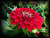 Side Stot Zinnia