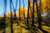 Impressionistic Aspen