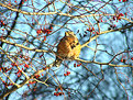 Picture Title - Red fruits, spines and a visitor