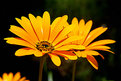 Picture Title - you are so beautiful