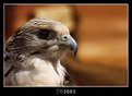 Picture Title - Falcon