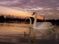 Picture Title - Swan Lake